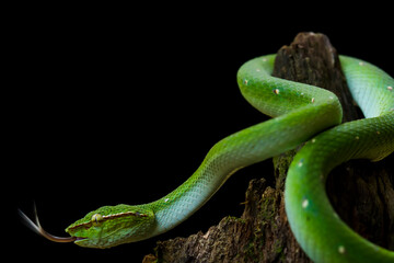 Tropidolaemus subannulatus aka Viper Borneo Snake on Wildlife