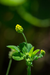The black medick (lat. Medicago lipulina), of the pea family (Fabaceae).