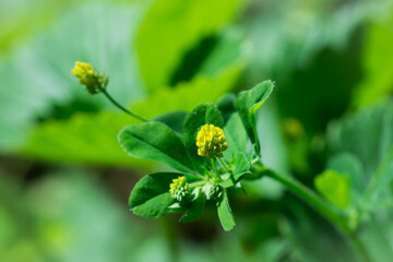 The black medick (lat. Medicago lipulina), of the pea family (Fabaceae).