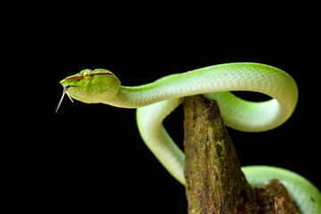 Tropidolaemus subannulatus aka Viper Borneo Snake on Wildlife
