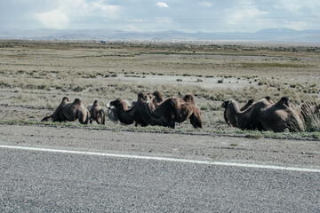 herd of camels
