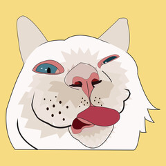 cat
cute cat expression