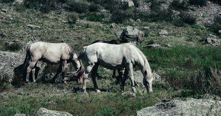 herd of horses grazing in a field