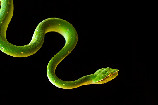 Tropidolaemus subannulatus aka Viper Borneo Snake on Wildlife