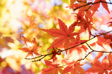 Fototapeta na wymiar 秋の日射しが射し込む赤や黄色の紅葉の葉