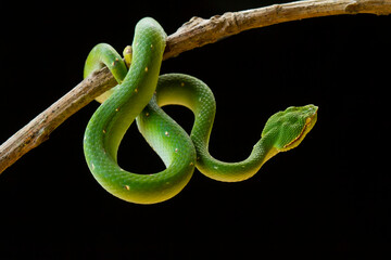 Obraz premium Tropidolaemus subannulatus aka Viper Borneo Snake on Wildlife