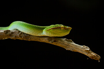 Tropidolaemus subannulatus aka Viper Borneo Snake on Wildlife