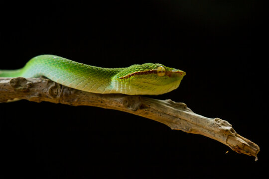 Tropidolaemus subannulatus aka Viper Borneo Snake on Wildlife