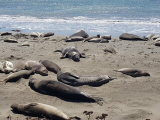 island sea lions