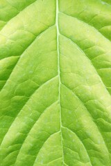 fresh green Teak leaf in nature garden