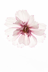 flower on the white background