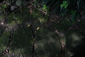 Green moss on the road