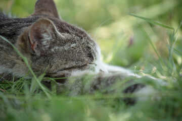 Cat sleeping on the lawn
