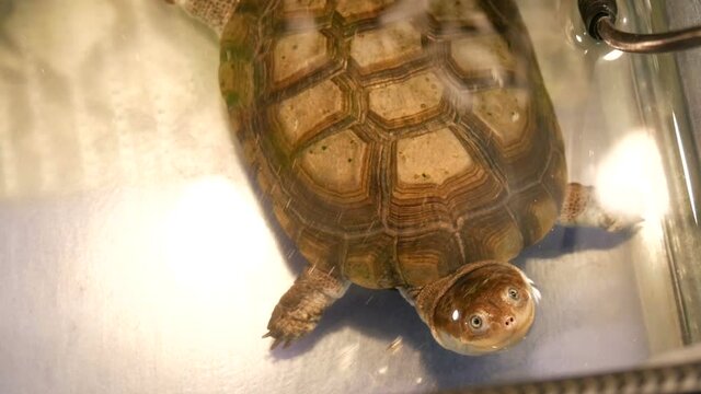 Funny turtle in the petting zoo aquarium.