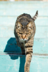 Cat coming down the stairs
