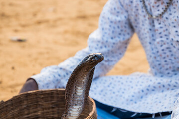 A snake charmer with his Cobra
