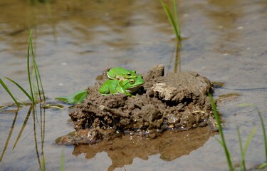 春の田んぼにアオガエルの雄と雌