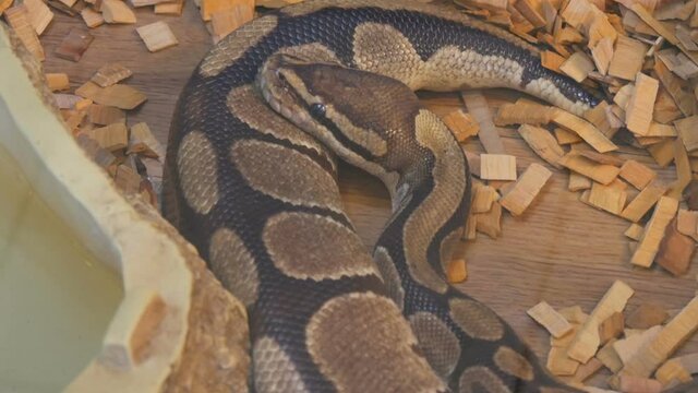 A huge python lies in the aquarium of the petting zoo.
