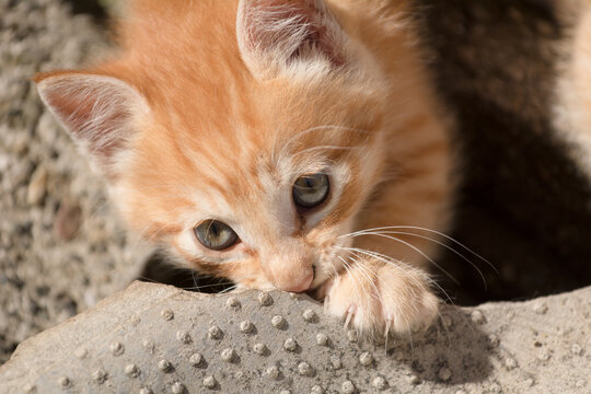 Kitten chewing on the mat