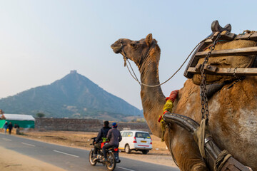 Various views of Pushkar in Rajasthan