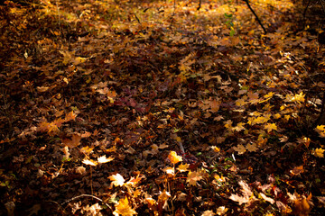 autumn leaves background