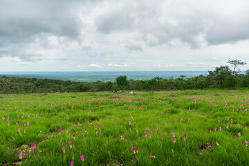 Siam tulip field, flower field, blooming flowers in rainy season at Thung Bua Sawan View Point (Thung Dok Krachiao), Sai Thong National Park, Chaiyaphum, Thailand