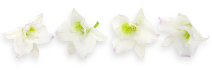 Flower an orchid Dendrobium on a white background. Flowers texture or background. Banner. Border. Top view