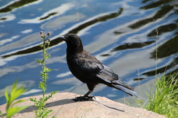 Crow By The Water, William Hawrelak Park, Edmonton, Alberta