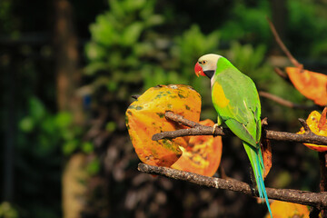 Parrots are having breakfast in a beautiful Indonesian mini garden. Jakarta, Indonesia.  