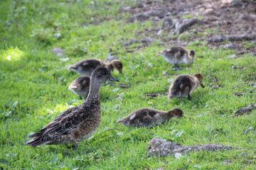 Family Of Ducks Grazing, William Hawrelak Park, Edmonton, Alberta