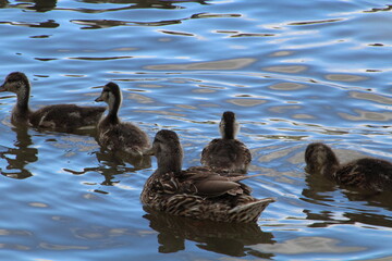 Mallards On The Lake, William Hawrelak Park, Edmonton, Alberta