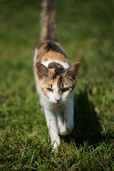 A slender cat coming towards us
