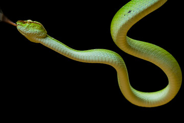 Tropidolaemus subannulatus aka Viper Borneo Snake on Wildlife