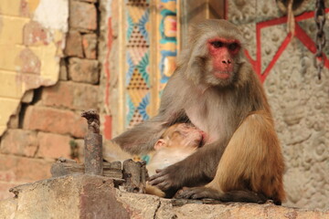 A mother monkey breastfeeding her baby in Swoyambhu temple premises, which is also known as monkey temple, in Kathmandu Nepal.