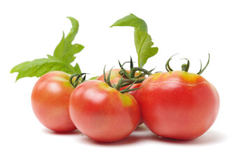 tomatoes on a branch