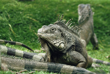 Iguanas knwon as  American lizard.