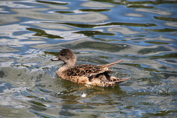 Female Mallard On The Lake, William Hawrelak Park, Edmonton, Alberta