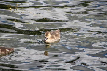 Fototapeta premium Young Duck, William Hawrelak Park, Edmonton, Alberta