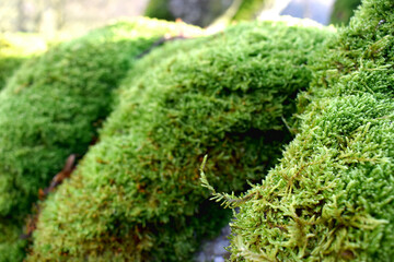 Closeups of natural green moss with blurring background