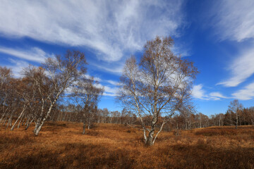 Birch forest under blue sky in huanggangliang Park of Keshiketeng World Geopark, Inner Mongolia