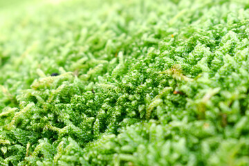 Closeups of natural green moss with blurring background