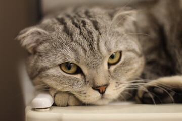 scottish fold