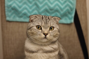 scottish fold