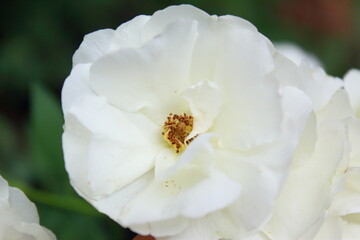 Rosa blanca de jardín 
