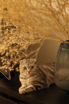 scottish fold
