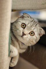 scottish fold