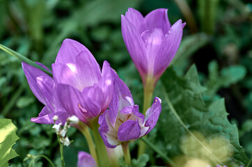 Fototapeta premium purple crocus flowers in spring
