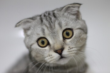 scottish fold