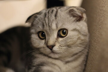 scottish fold