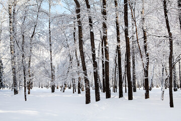 Winter Nature Landscape